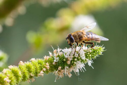 Macro,Of,A,Honey,Bee,(apis,Mellifera),On,A,Mint